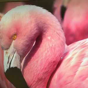 Meet your Posher, Lynne